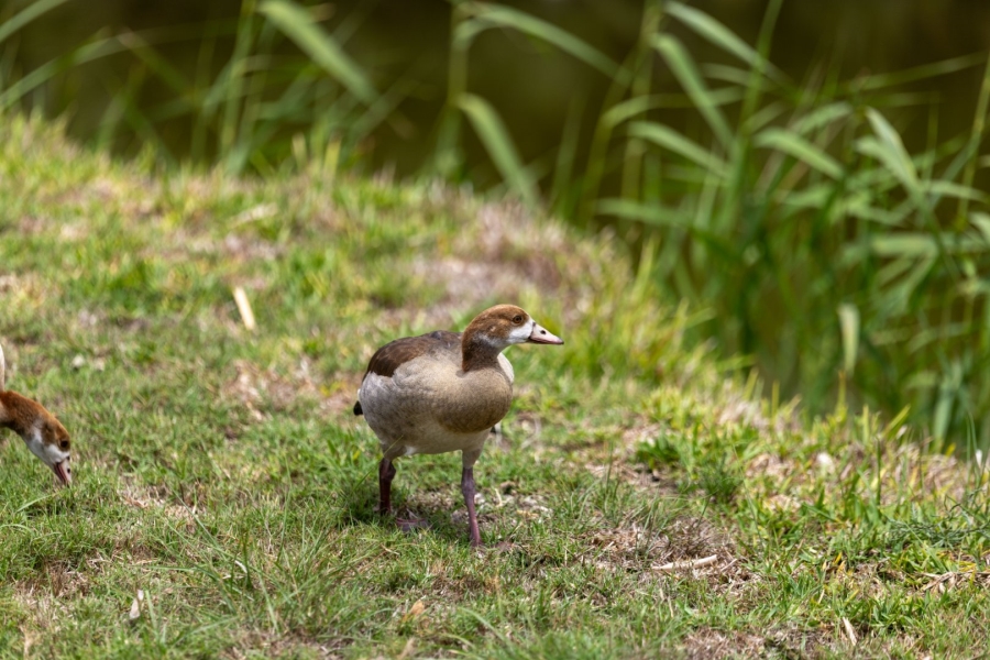 3 Bedroom Property for Sale in Keurbooms River Western Cape
